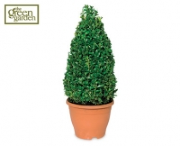Buxus Pyramid Tree
