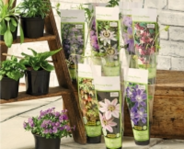 Climbing Plants 2.99 €