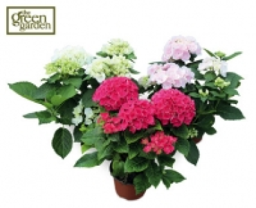 Hydrangea 5.99 €