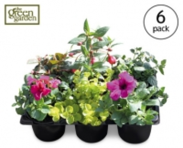 Hanging Basket Plants