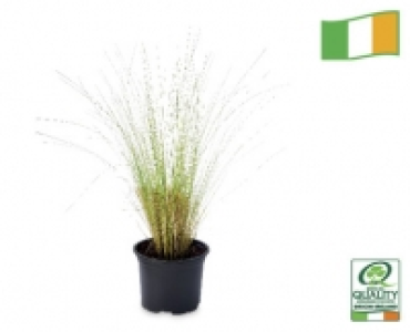 Irish Grown Ornamental Grasses