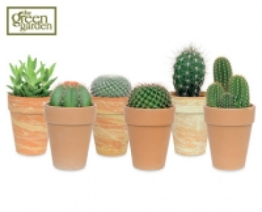 Cacti and Succulents 3.49 €