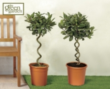 Spiral Bay Tree