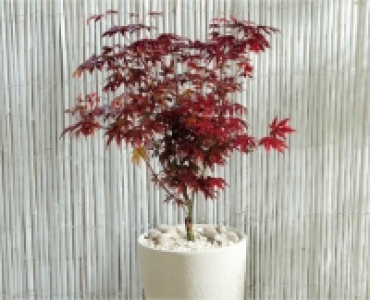 Japanese Acer 15.99 €