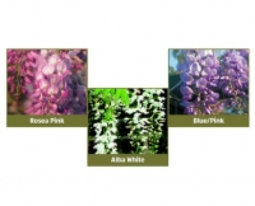 Wisteria 12.99 €
