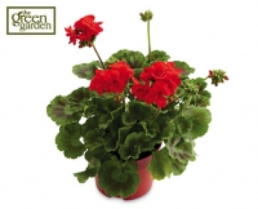 Geranium 3.99 €