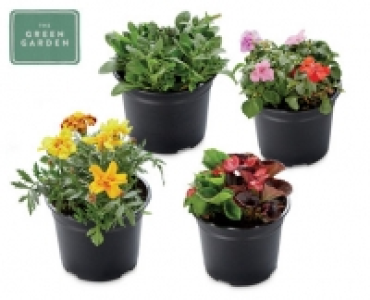 Summer Bedding Pots