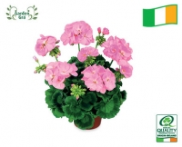 Irish Instant Colour Bedding