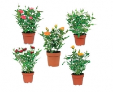 Miniature Rose 1.49 €
