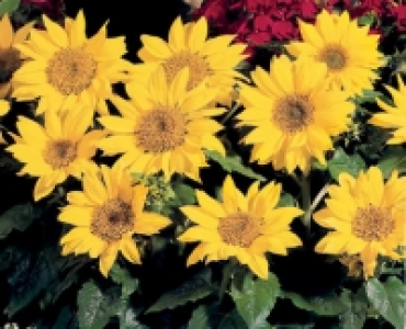 Patio Sunflower
