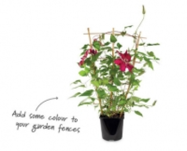 Clematis Trellis