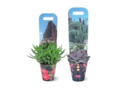 Succulents in Ceramic Pots 2.49 €
