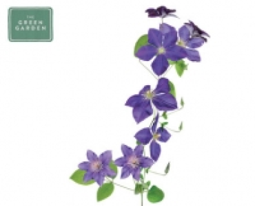 Summer Clematis