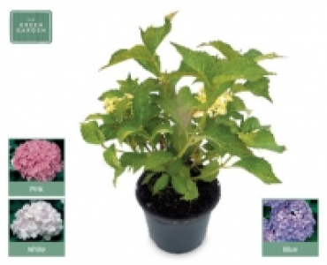 Hydrangea 9.99 €
