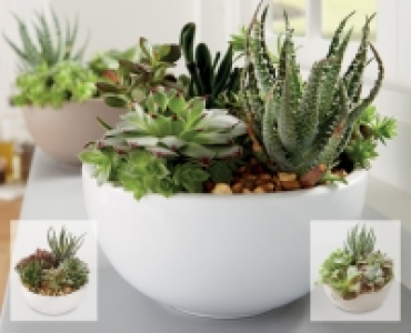 Succulents Planter