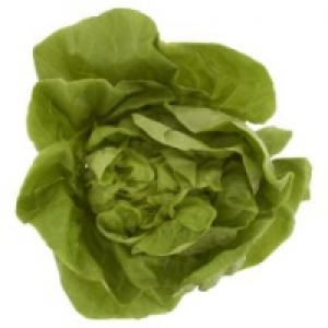 Whole Leaf Ice Berg Lettuce Bag 23.00 €