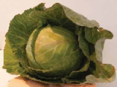 Round Head Cabbage 69.00 €