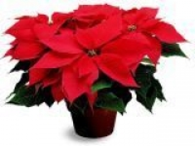 Poinsettia 5.00 €