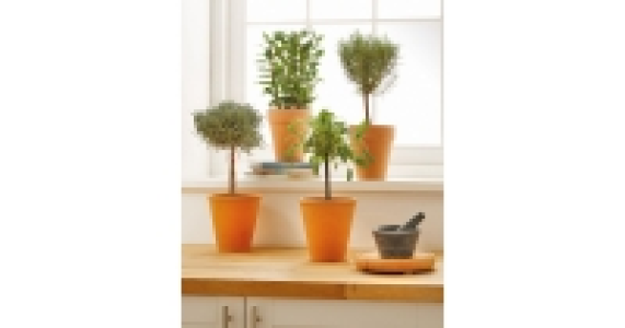Potted Herb Standard