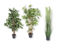 Lidl  MELINERA® Decorative Plants