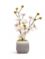 Marks and Spencer  Mini Orchid in Crackle Pot