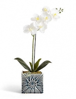Marks and Spencer  Orchid in Geo Pot