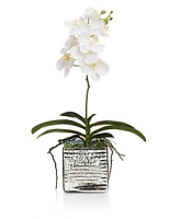 Marks and Spencer  Orchid in Mercury Glass Arrangement