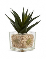 Marks and Spencer  Succulent in Glass Cube