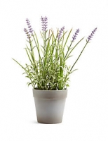 Marks and Spencer  Lavender Plant