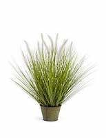 Marks and Spencer  Foxtail Grass