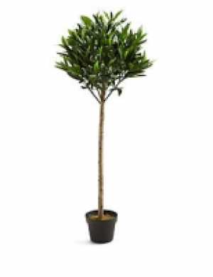 Bay Tree 67.00 €