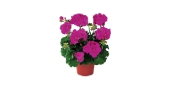 Aldi  Irish Flowering Plants 3.5L