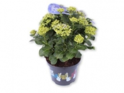 Hydrangea 15.99 €