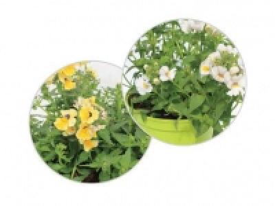 Nemesia
