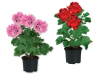 Zonal Geraniums