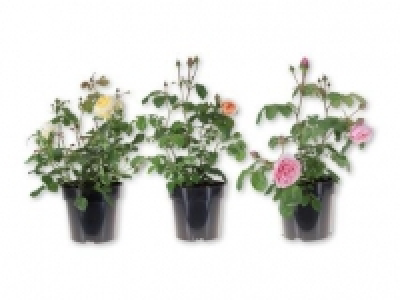Selection of Fragrance Roses