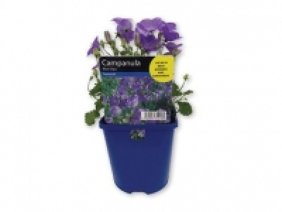 Assorted Perennials 1.99 €