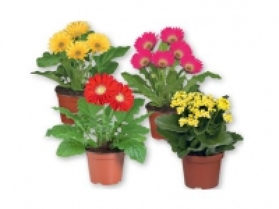 Flowering Plants 2.99 €