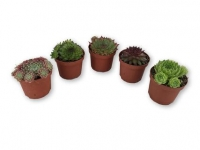 Sempervivum Mix 1.49 €