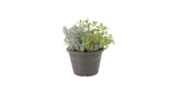 Irish Salad, Herb & Fruit Planters