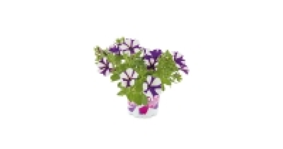 Summer Petunia Hanging Basket