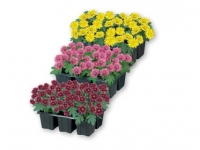 Garden Mums