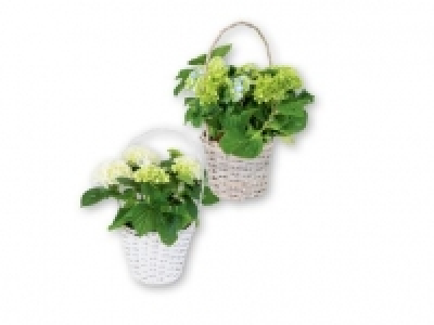Hydrangea in Basket