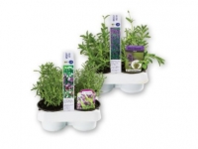 English/French Lavender