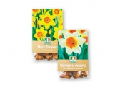 Lidl  Daffodil Bulbs