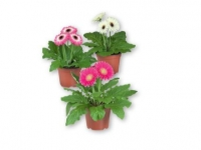 Outdoor Gerbera