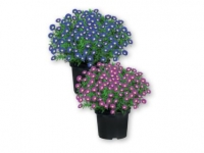 Aster