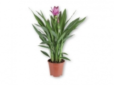 Curcuma