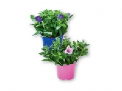 Extra Large Balloon Flower