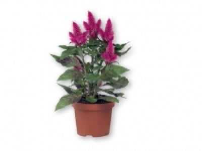 Plume Flower